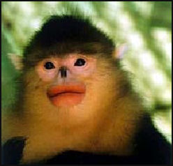 20080318-yunnan snub nosed monkey.jpg